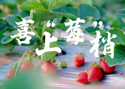 中國電信的信息技術(shù)正成為草莓種植戶拓展銷售、傳播口碑的新農(nóng)具_(dá)400.jpg
